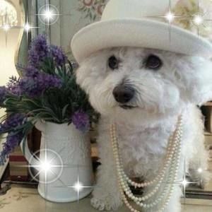 Meet your Posher, Sandy